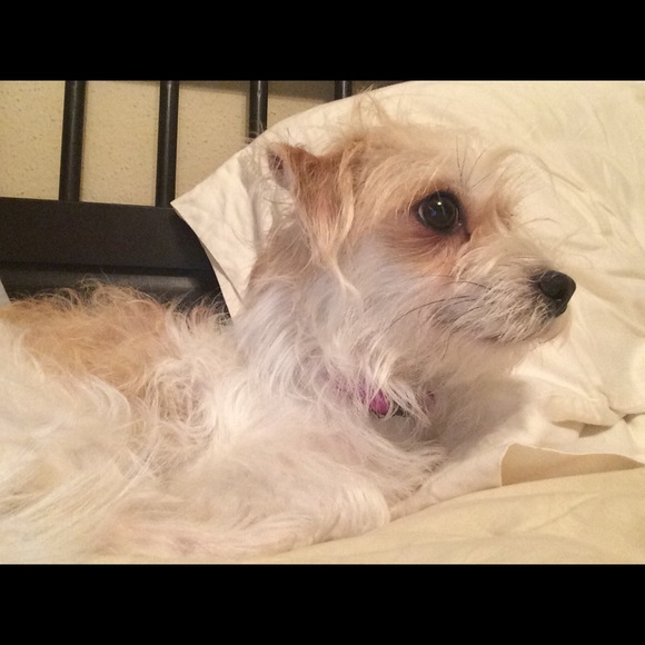 Meet your Posher, Rosa - Picture 1 of 1